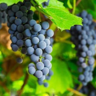 Виноград культурный Изабелла в тубе